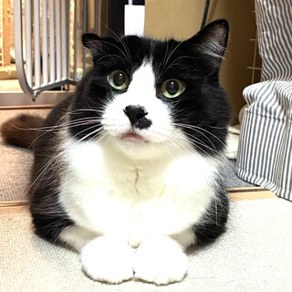 ふわふわハチワレガール　うにちゃん