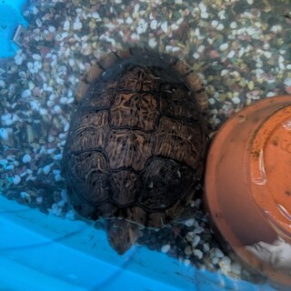 ミシシッピアカミミガメの里親を探しています