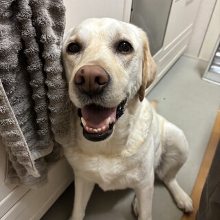 ラブラドール女の子