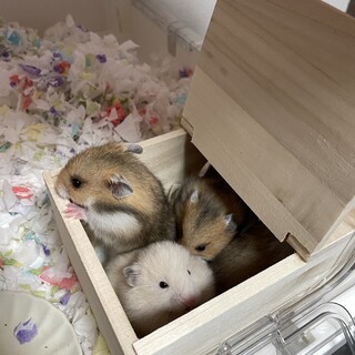 ゴールデンハムスター