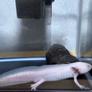 ウーパールーパーの里親募集