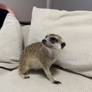 臆病な子です。