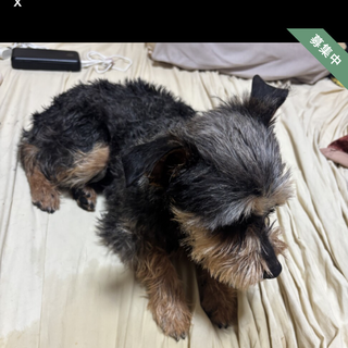 元気で、可愛いピンシャーとシュナウザーのmix