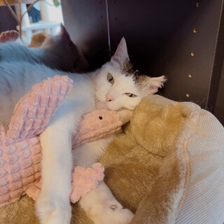 【白浜ちゃん】頭突きでゴツン、ゴロゴロ