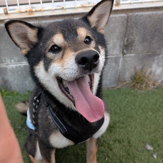 わんぱくな黒柴の男の子