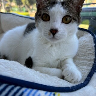 物静かな　ももちゃん