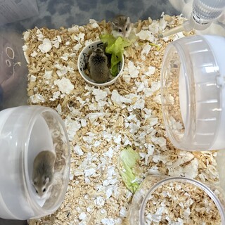 ロボロフスキーハムスター　9匹　オスメス混合　