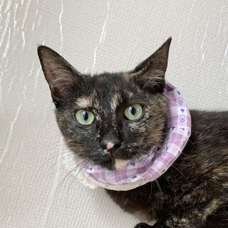 ②あまなつ　小さなサビちゃん守ってくれる家族募集中