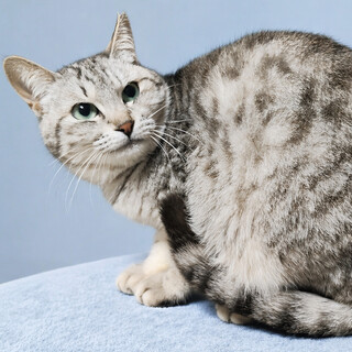 シルバーの美猫『ねねちゃん』２歳