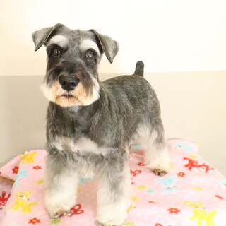 人懐こく可愛いミニチュアシュナウザー