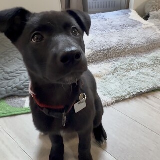 ちょいハンデあり元気娘！「てこ」ちゃん