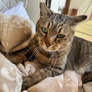 甘えん坊リクちゃん！