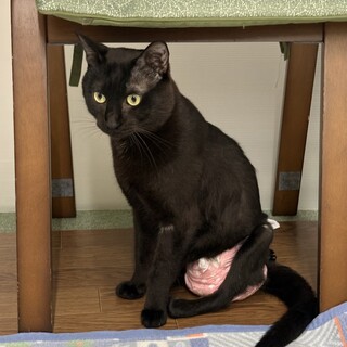 生命力がハンパない！クロネコ剛(つよし)