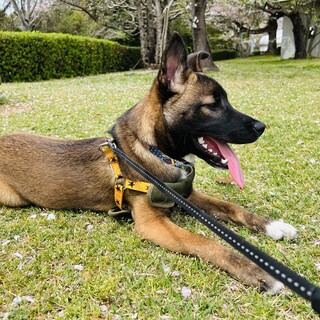 阿波犬・シェパード風の栗生kurio