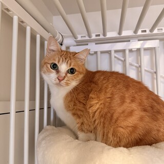 お姫様顔のあいちゃん（和）