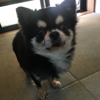 9才 チワワ 男の子
