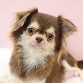 優しいチワワちゃん(１歳)女の子