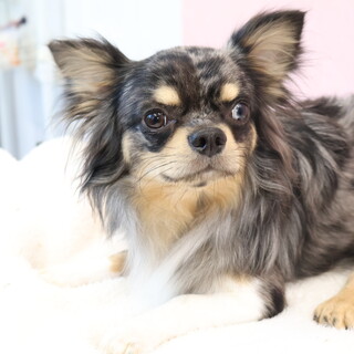 友達大好き！チワワ君(１歳)男の子