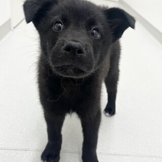 生後約3ヶ月元気な男の子です