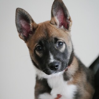 生後3ヶ月、シェパード風。人慣れもトイレも抜群！