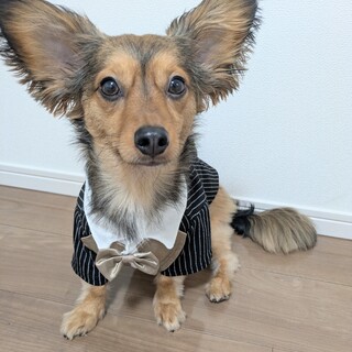 大切に育ててくれる里親募集