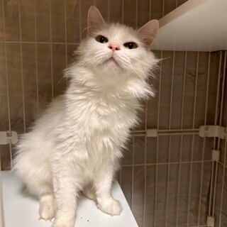 白毛ふわふわのすりごろガール♡みぽりん????