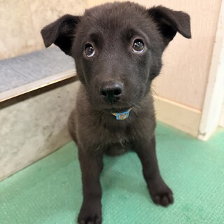 「生後2ヶ月オス」とっても可愛いハリー