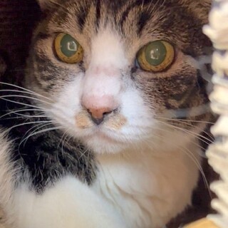 まん丸お目目のりくくん★人慣れがんばっています