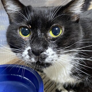 お外で頑張ってきた胡麻ちゃんにずっとのおうちを！