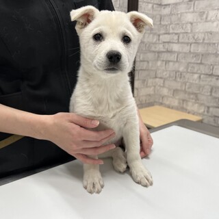 雑種の生後４ヶ月齢の子犬女の子