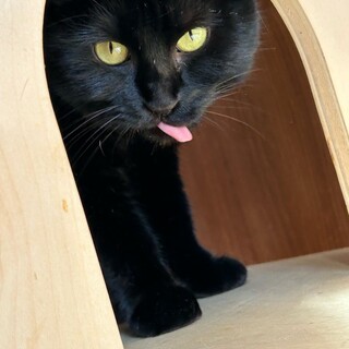 ぬいぐるみみたい！黒猫女子のふっくらおまめ