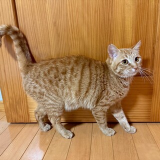 甘えん坊でフレンドリーな茶トラの女の子❤️