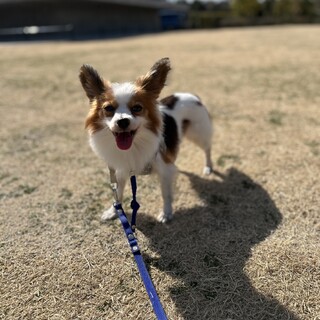 笑顔が可愛い！パピヨンのありちゃん