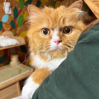 ご高齢の方に。純血スコティッシュ耳立ち。♂１０歳