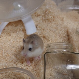 ロボロフスキーハムスター 5匹