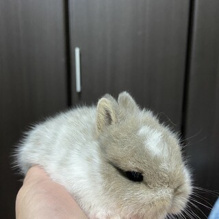 ネザーランド赤ちゃん