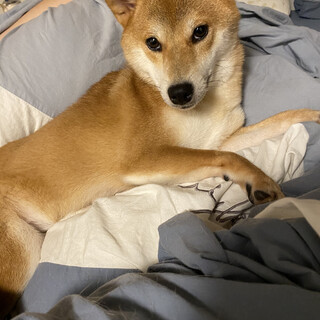 柴犬ちゃんの里親を募集しております。