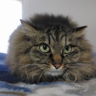 キジトラ長毛猫のたぬちゃん