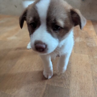 里親募集 雌 ミックス 2ヶ月