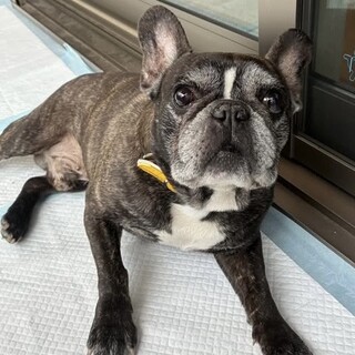 フレブル　ベイブくん　里親様募集☆