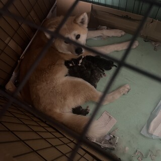秋田犬　産まれたてです。飼ってくれる人募集してます