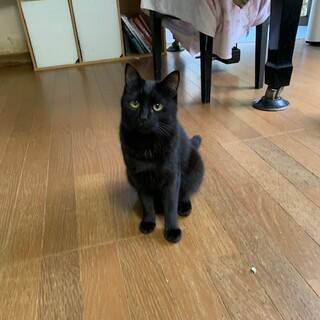 人馴れ進んでます！可愛い頃猫モアちゃん