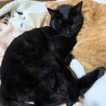 人馴れ進んでます！可愛い頃猫モアちゃん サムネイル6