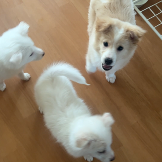 人が好きになった男の子