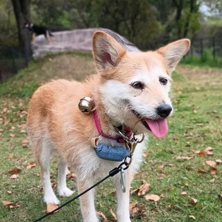 モナコちゃんの家族募集(毎月筑紫野市譲渡会参加)