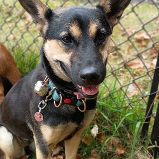 ホタルちゃんのファミリー募集（筑紫野、久山譲渡会）