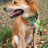 元野犬YUZOくんの家族募集 サムネイル4