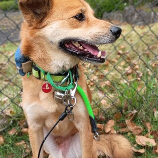 元野犬YUZOくんの家族募集