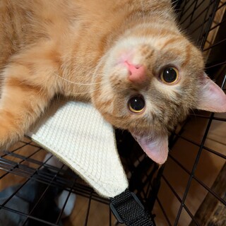 茶トラの甘えん坊男の子です(去勢済み・11ヶ月)