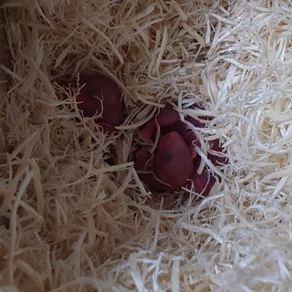 ロボロフスキーハムスター 3匹